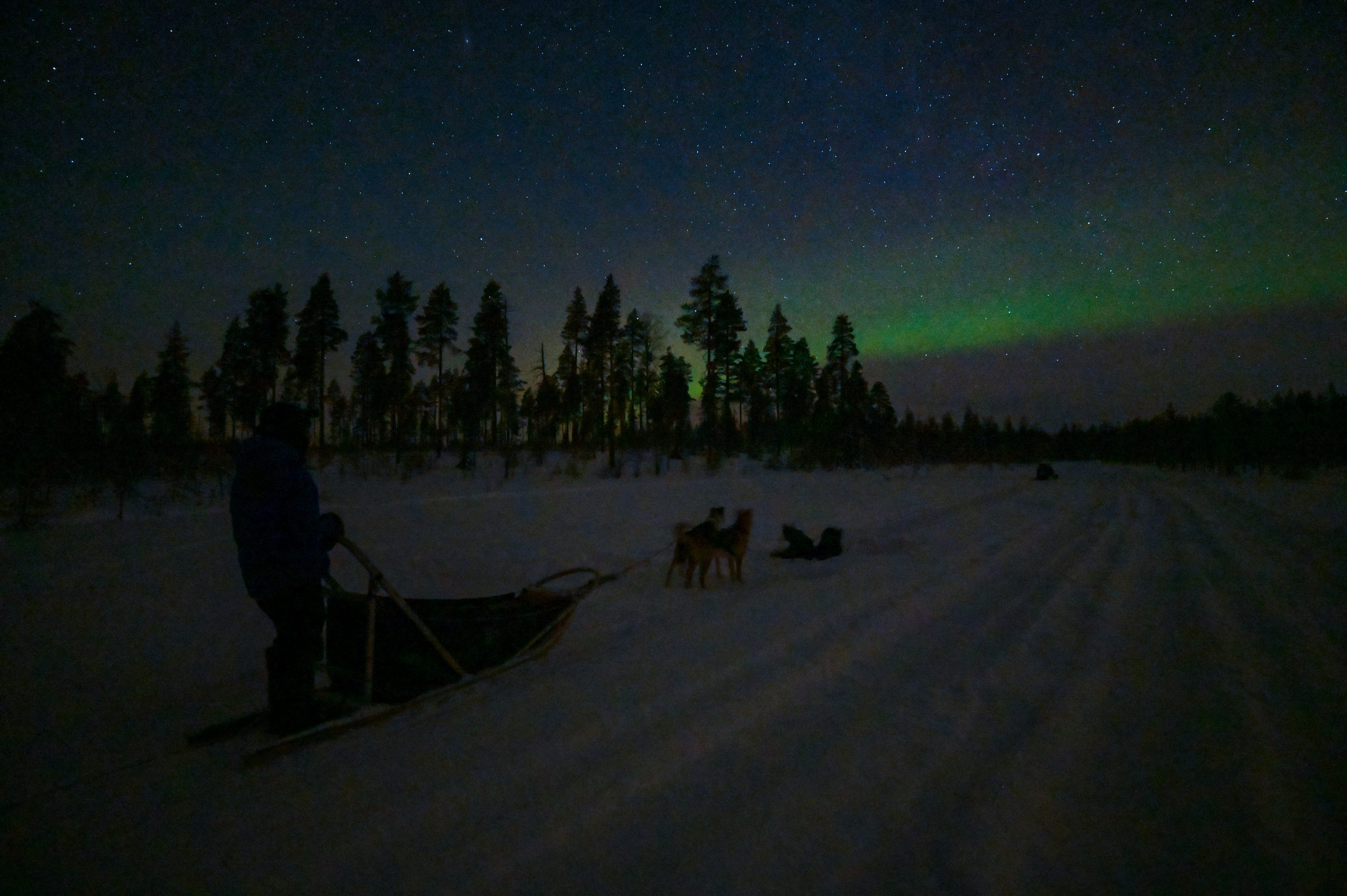 aurora borealis husky safari parpalandia rovaniemi