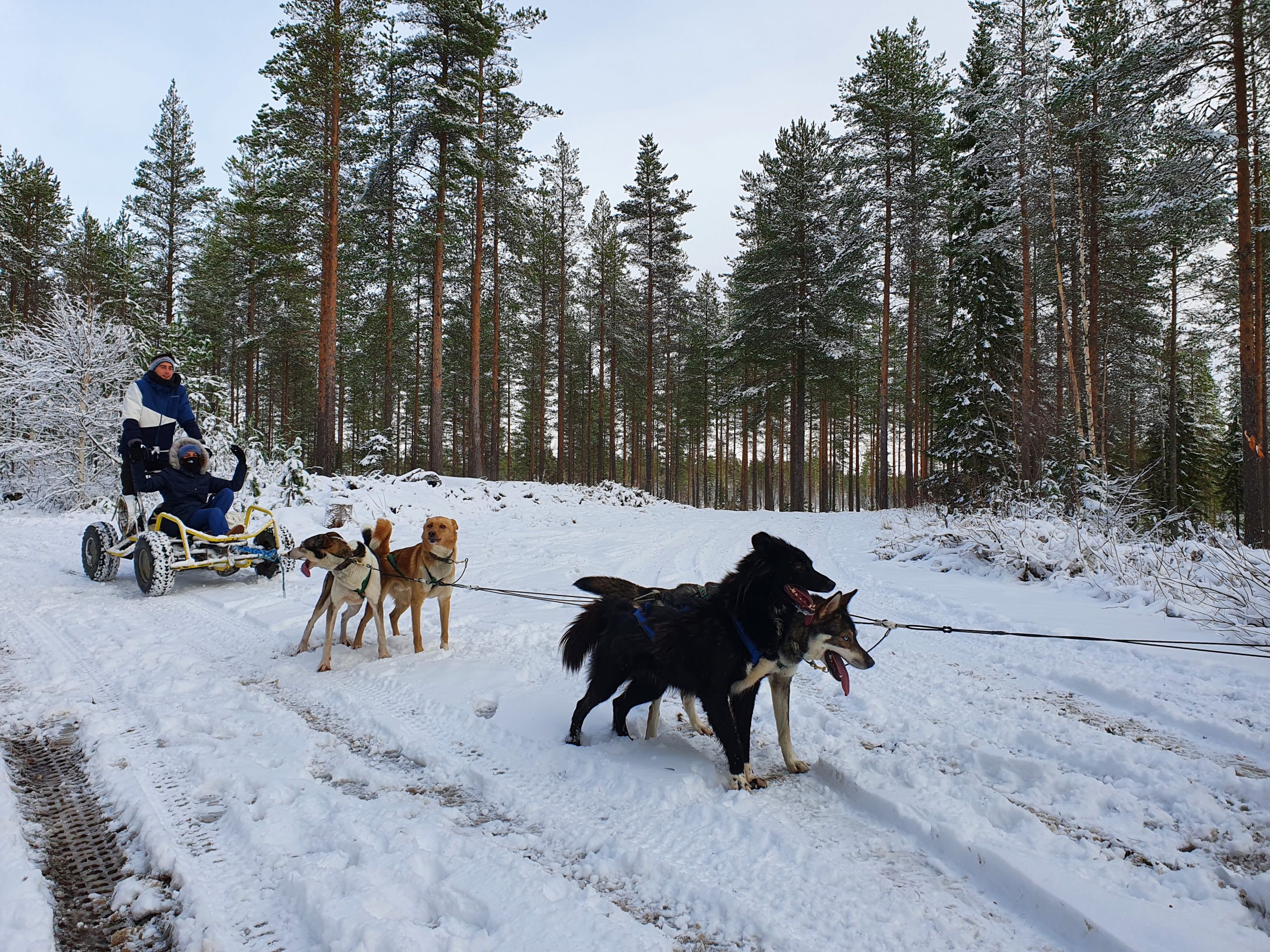 first snow husky cart ride rovaniemi parpalandia