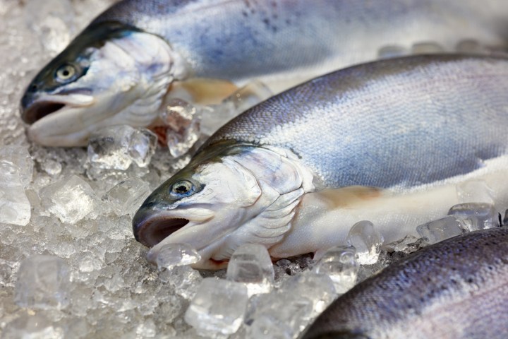 a group of fish in the water